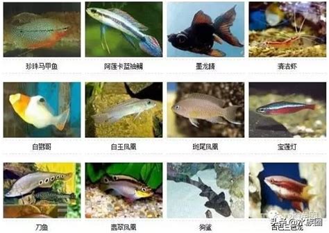 八字重會怎樣 觀賞魚的種類